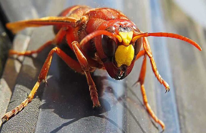 Invasive Cousin of “Murder Hornet” Spotted in the U.S. | Vital News