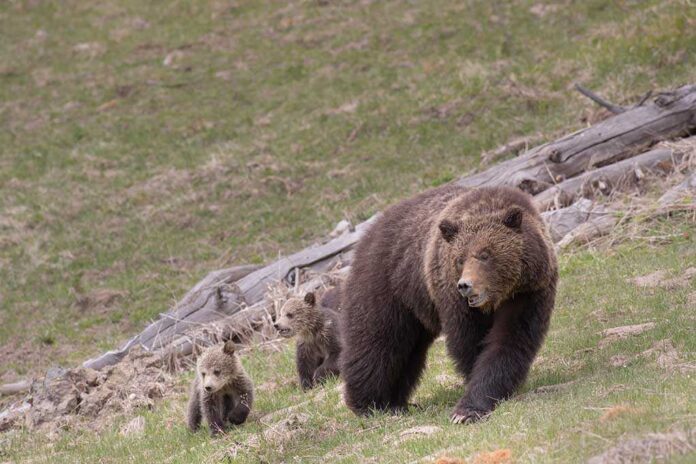 Usa,,Wyoming,,Yellowstone,National,Park.,Grizzly,Bear,Sow,With,Cubs