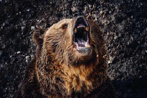 A brown bear roaring with its mouth open