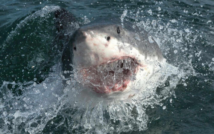Shark emerging from water with open mouth