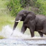 DEADLY Bull Elephant Strikes Again! An elephant splashing through water in a natural setting