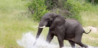 An elephant splashing through water in a natural setting