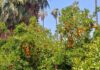 Orange trees laden with fruit under a clear blue sky