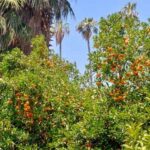 Orange trees laden with fruit under a clear blue sky