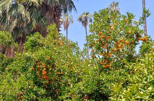 Orange trees laden with fruit under a clear blue sky
