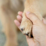 Surfing Icon DOG Gone – Unexpected Loss Shakes Fans Hand holding a dogs paw lovingly and gently.