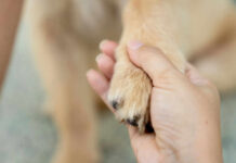 Hand holding a dogs paw lovingly and gently.