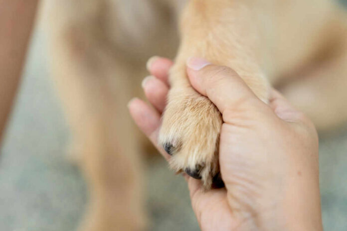 Hand holding a dogs paw lovingly and gently.
