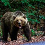 Yellowstone Grizzly Emerges Hungry A grizzly bear standing on a forest path