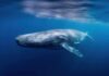 Tragedy: Stranded Whale’s Final Stand A humpback whale swimming gracefully underwater