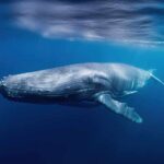 Tragedy: Stranded Whale’s Final Stand A humpback whale swimming gracefully underwater