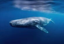 A humpback whale swimming gracefully underwater