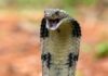 Close-up of a cobra with its hood expanded