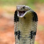 Close-up of a cobra with its hood expanded