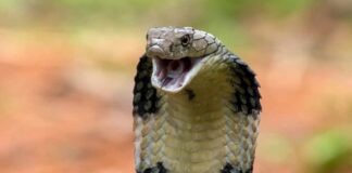 Close-up of a cobra with its hood expanded