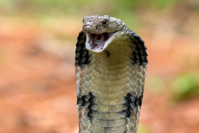Close-up of a cobra with its hood expanded