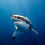 Deadly Shark Attack: A 39-Year-Old’s Tragic End Great white shark swimming in deep blue ocean