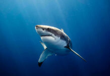 Deadly Shark Attack: A 39-Year-Old’s Tragic End Great white shark swimming in deep blue ocean