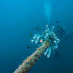 Deep-Sea Discovery Baffles Experts Underwater cable system