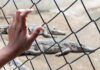 Hand touching fence with alligators in the background