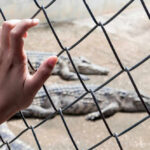 Florida Bloodbath: Gators Strike Thrice Hand touching fence with alligators in the background