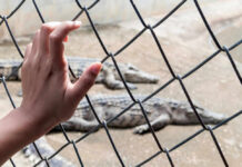Florida Bloodbath: Gators Strike Thrice Hand touching fence with alligators in the background