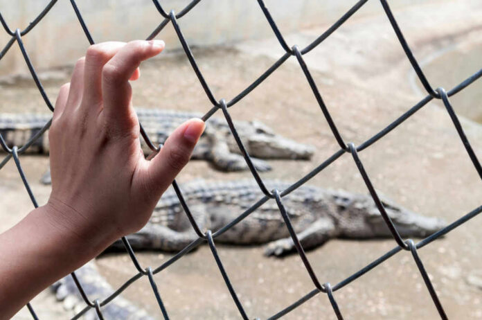 shutterstock548484880jpg Hand touching fence with alligators in the background