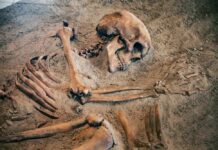 Garage Skeleton Named At Last Human skeleton partially unearthed in soil