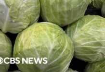 Lettuce Parasite Explodes Nationwide Cyclospora outbreak spreads to 9 states