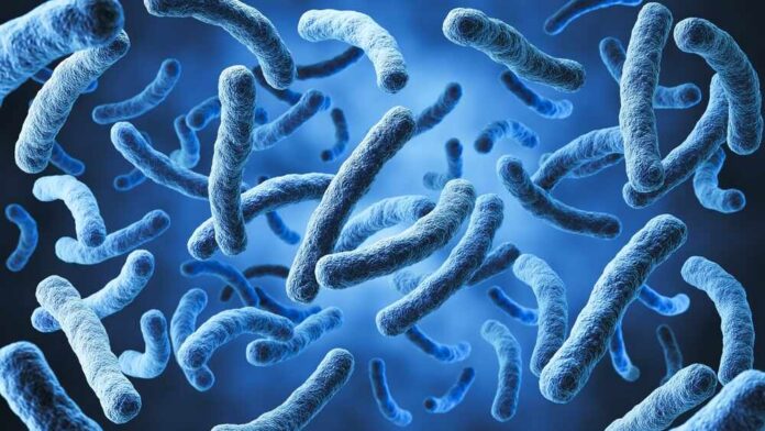 Lactobacillus,Bacteria,,Probiotic,Medical,Background,3d,Illustration. Three open oysters on a dark wooden surface