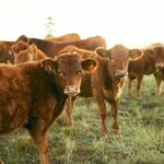 A group of brown cattle in a grassy field during sunset