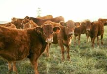 A group of brown cattle in a grassy field during sunset