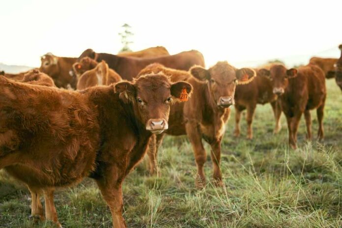 Cow,,Agriculture,And,Animal,On,Farm,,Countryside,And,Cattle,Farming A group of brown cattle in a grassy field during sunset