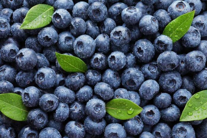 Wet,Fresh,Blueberries,With,Green,Leaves,As,Background,,Top,View Blueberries covered in water droplets with green leaves scattered