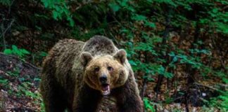 A grizzly bear standing on a forest path
