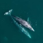 Aerial view of two gray whales swimming in the ocean