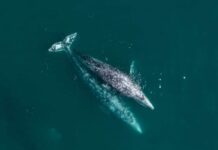 VIDEO: Whale Invasion Stuns River Town Aerial view of two gray whales swimming in the ocean