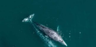 Aerial view of two gray whales swimming in the ocean