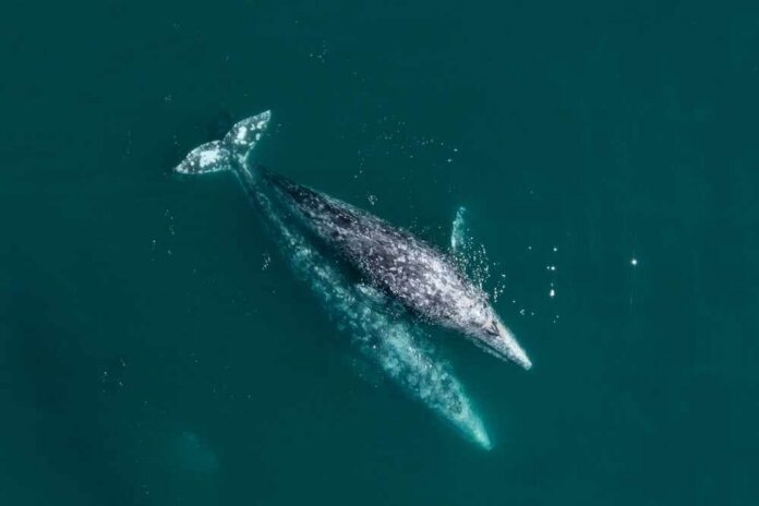 Gray,Whale,Mating,In,The,Deep,Blue,Pacific,Ocean.,Top Aerial view of two gray whales swimming in the ocean